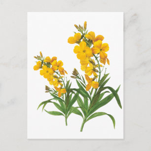 Vintage gula blommor botaniskt illustration vykort