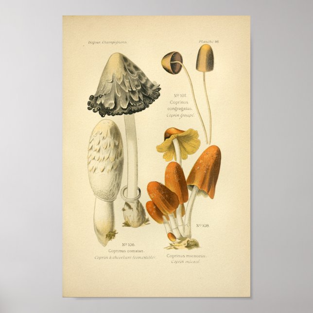 Vintage Gult Brunt svampkonst Skriv ut Fransk Poster (Framsidan)