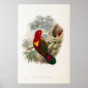 Vintage Gult-mantlad Lory av John Gould Poster