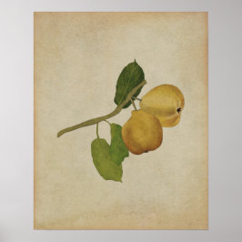 Vintage Gult Pear Botanical Illustration Poster