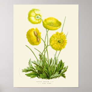 Vintage Gult Poppy Botanical Print Poster