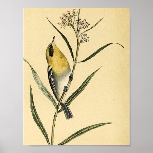 Vintage Gult Warbler Bird Poster (Framsidan)