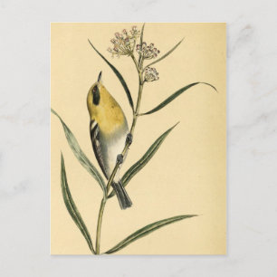 Vintage Gult Warbler Bird Vykort