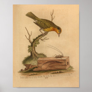 Vintage - Gulten Cricket Print Poster