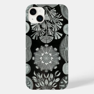 Vintage Haeckel