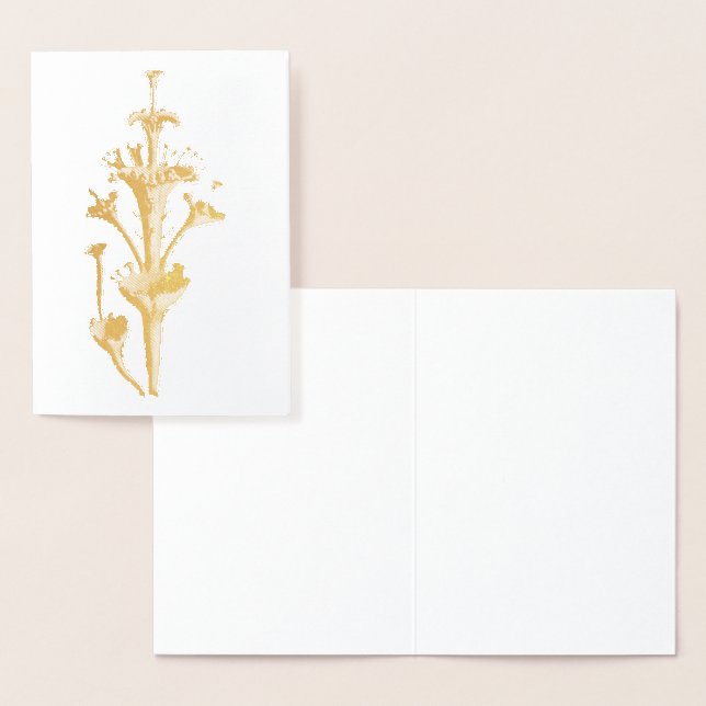 Vintage Haeckel Folierat Kort (Display)