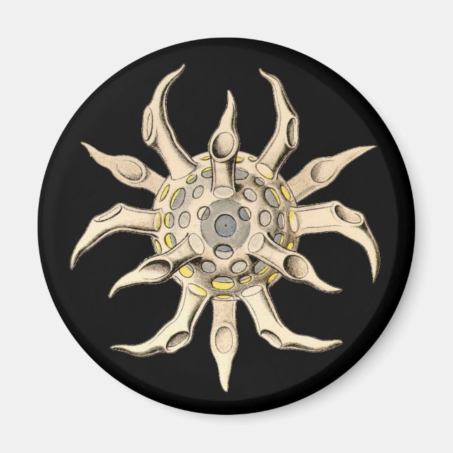 Vintage Haeckel Magnet (Framsidan)