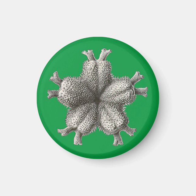 Vintage Haeckel Magnet (Framsidan)