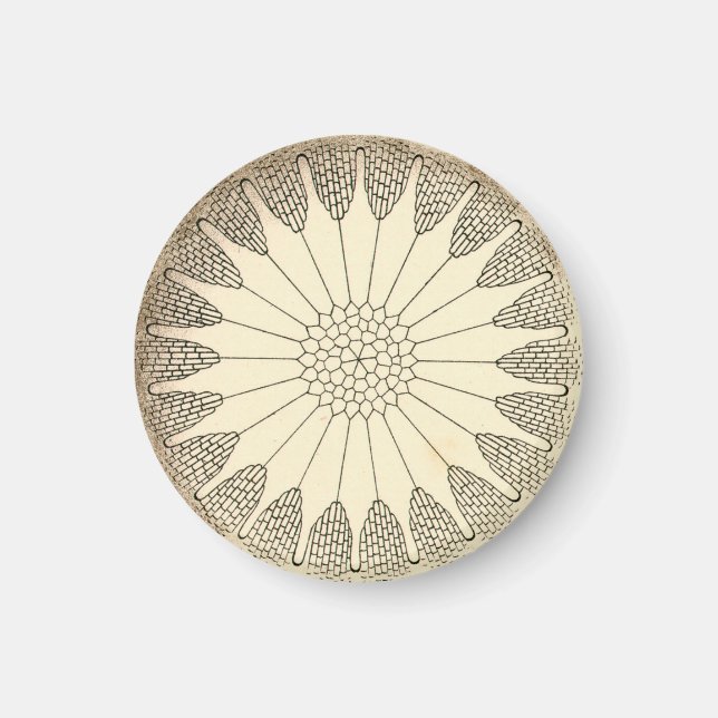 Vintage Haeckel Magnet (Framsidan)