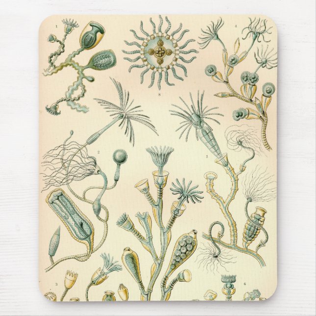 Vintage Haeckel Musmatta (Framsidan)