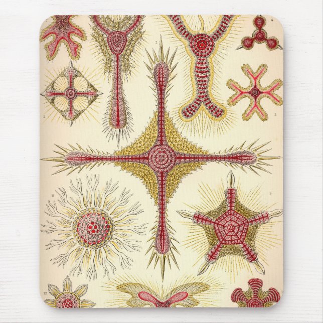 Vintage Haeckel Musmatta (Framsidan)