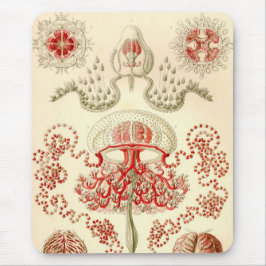 Vintage Haeckel Musmatta