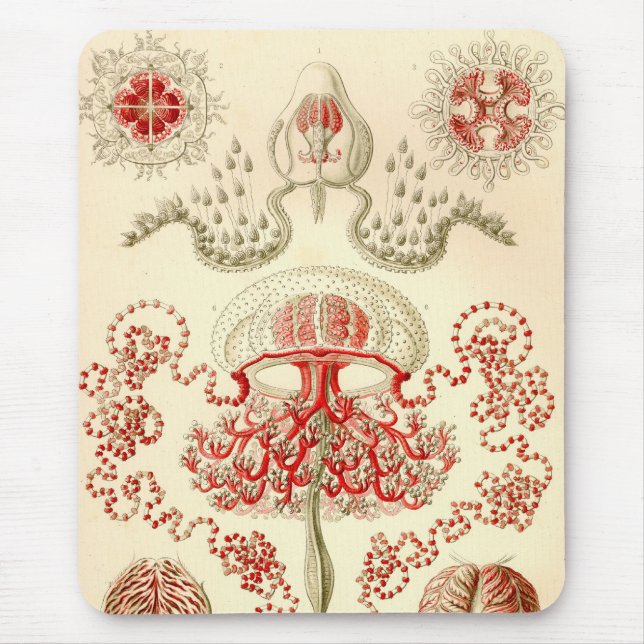 Vintage Haeckel Musmatta (Framsidan)