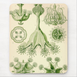 Vintage Haeckel Musmatta