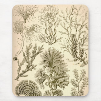 Vintage Haeckel Musmatta