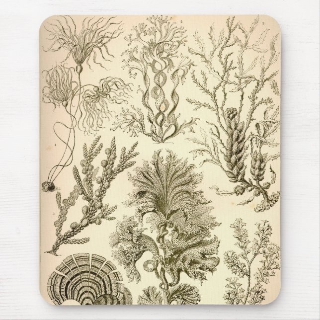 Vintage Haeckel Musmatta (Framsidan)