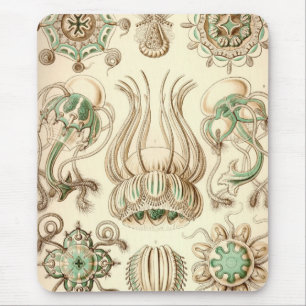Vintage Haeckel Musmatta