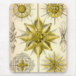 Vintage Haeckel Musmatta