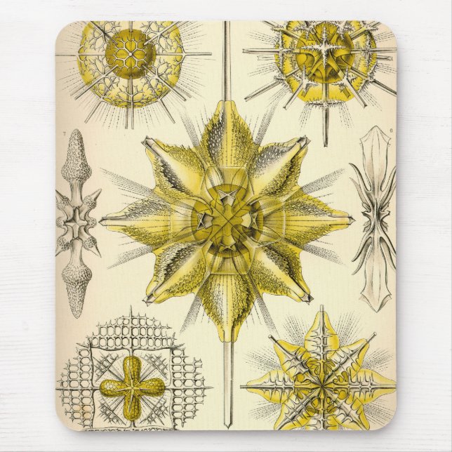 Vintage Haeckel Musmatta (Framsidan)