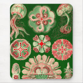 Vintage Haeckel Musmatta