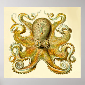 Vintage Haeckel Oversized Octopus Print Poster