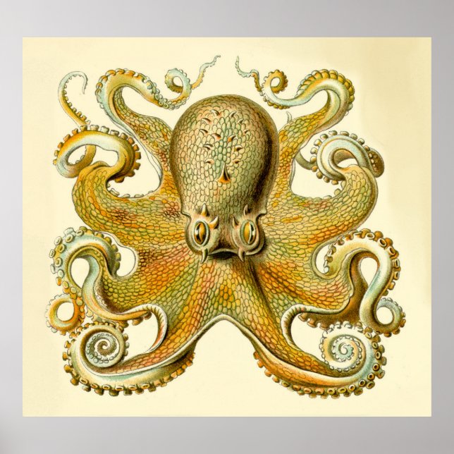 Vintage Haeckel Oversized Octopus Print Poster (Framsidan)