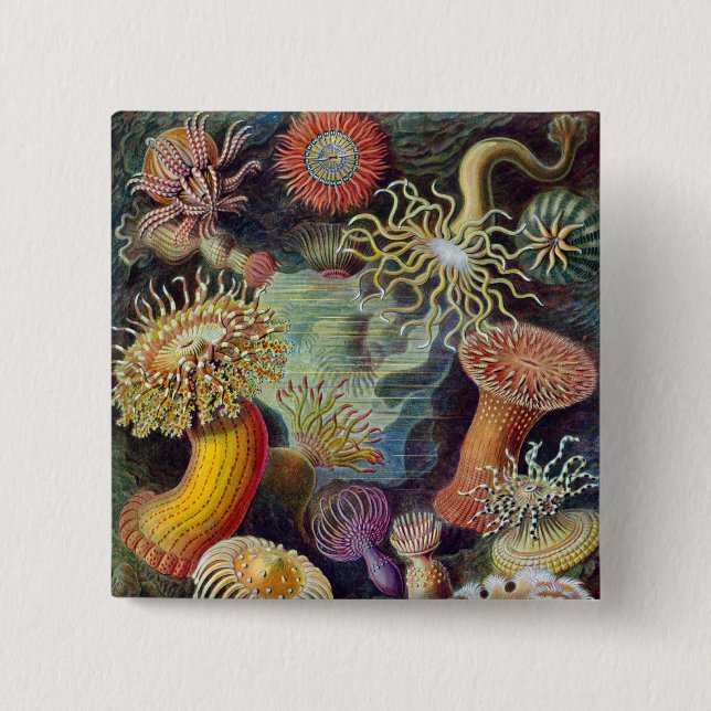 Vintage Haeckel Sea Anemone Knapp (Framsida)