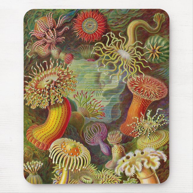 Vintage Haeckel sjöanemon Musmatta (Framsidan)