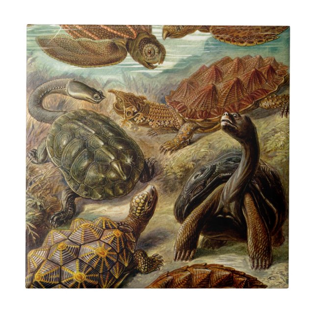 Vintage Haeckel Turtles Kakelplatta (Framsidan)