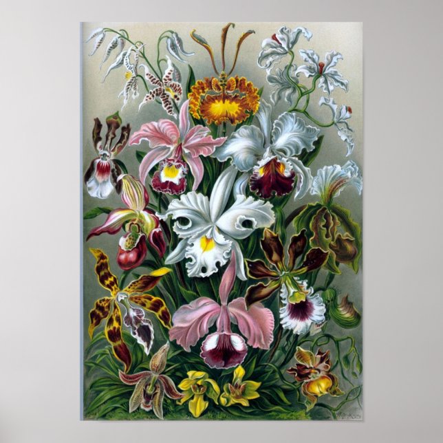 Vintage Haekel Botanical Poster (Framsidan)