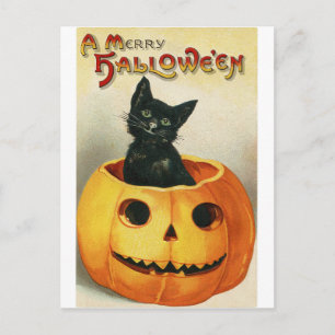 Vintage Halloween-kort Svart Katt i Pumpkin Vykort