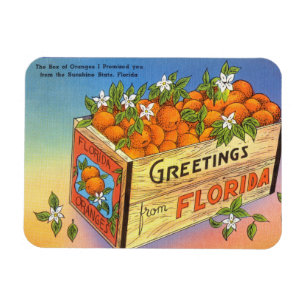 Vintage Hälsning från Florida Citrus Fruit Magnet