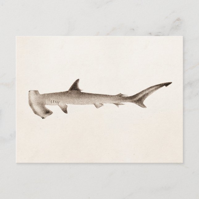 Vintage Hammerhead Shark Illustration Retro Sharks Vykort (Framsida)