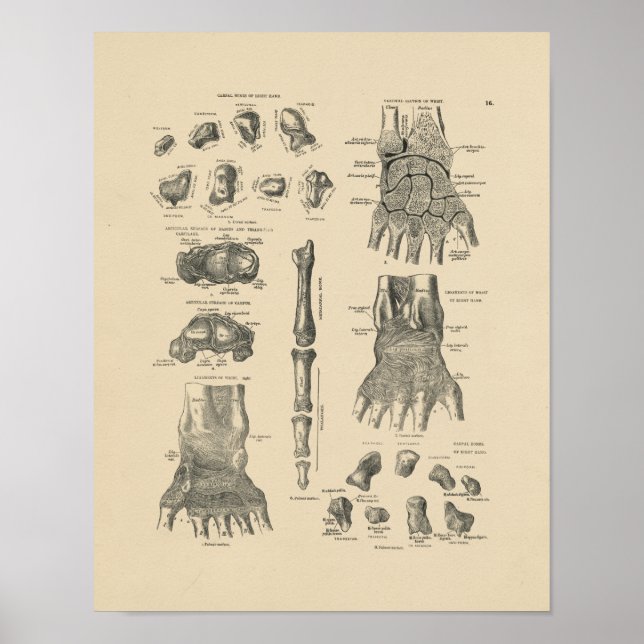 Vintage Hand Anatomy 1880 Print Poster (Framsidan)