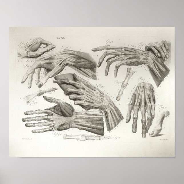 Vintage Hand Muscles Ligaments Anatomy Print Poster (Framsidan)