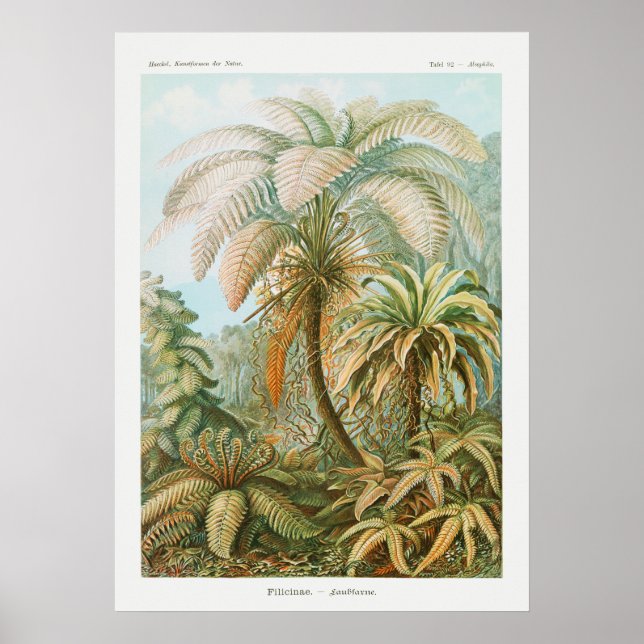 Vintage Handflatan Träd, Retro Botanical Poster (Framsidan)