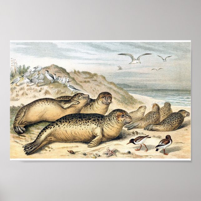 Vintage Harbor Seals Illustration Poster (Framsidan)