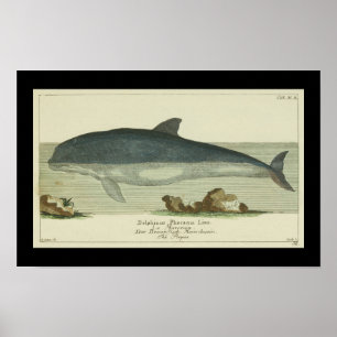 Vintage Harbour Porpoise Skriv ut Poster