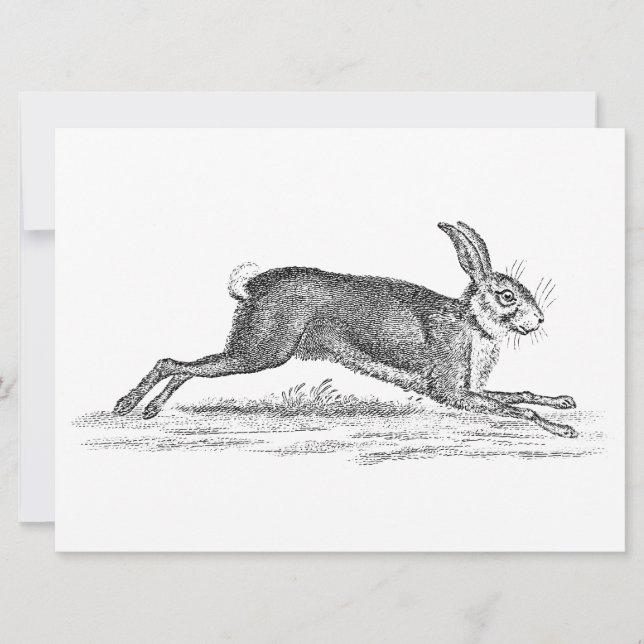 Vintage Hare Bunny Rabbit 1800s Illustration (Framsida)