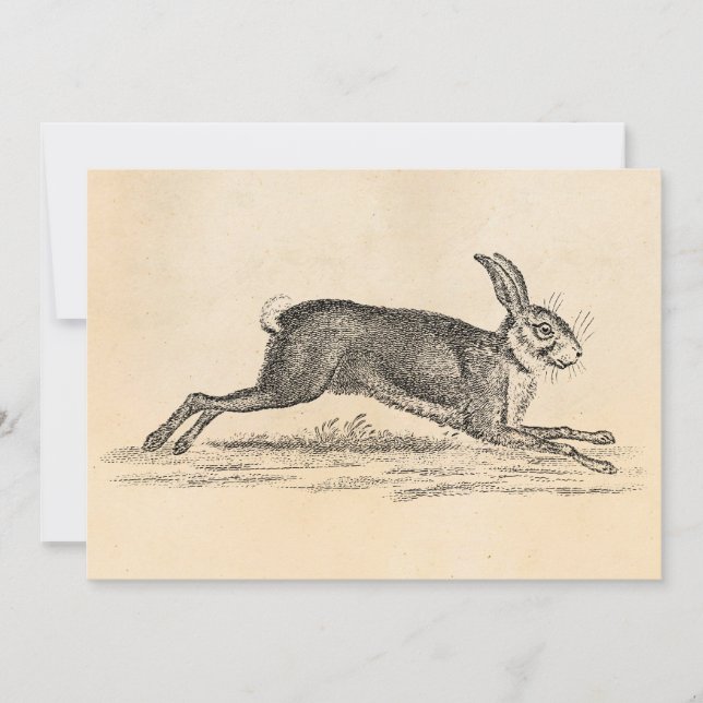 Vintage Hare Bunny Rabbit 1800s Illustration (Framsida)
