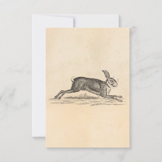 Vintage Hare Bunny Rabbit 1800s Illustration (Framsida)