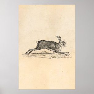 Vintage Hare Bunny Rabbit 1800s Illustration Poster