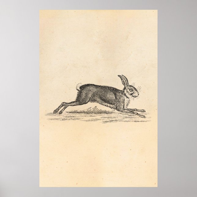 Vintage Hare Bunny Rabbit 1800s Illustration Poster (Framsidan)