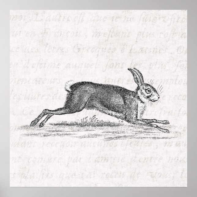 Vintage Hare Bunny Rabbit 1800s Illustration Poster (Framsidan)