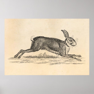 Vintage Hare Bunny Rabbit 1800s Illustration Poster
