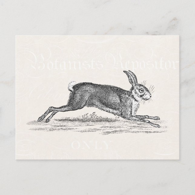 Vintage Hare Bunny Rabbit Illustration - Kaniner Vykort (Framsida)