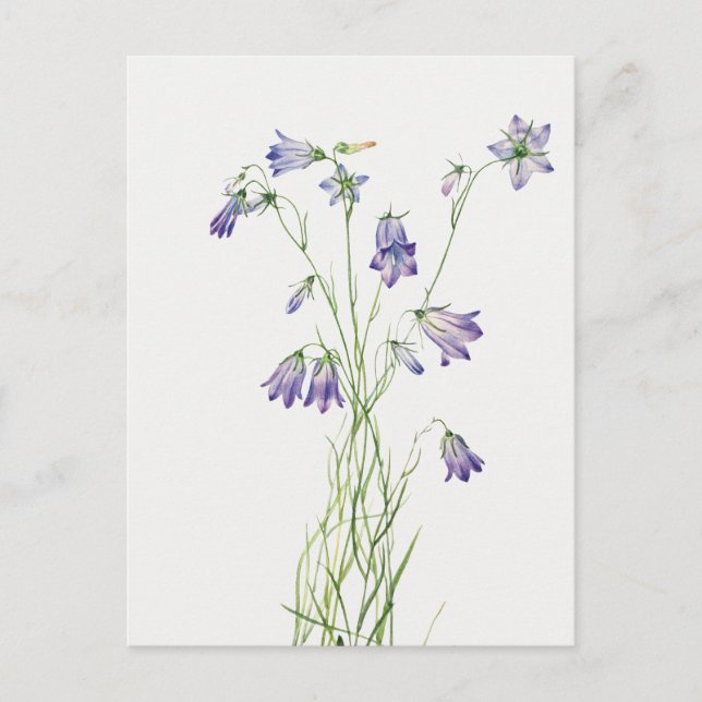 Vintage Harebell Flower vycard Vykort (Framsida)