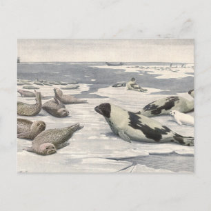 Vintage Harp Sälar i Arktiska Snö av Louis Fuertes Vykort