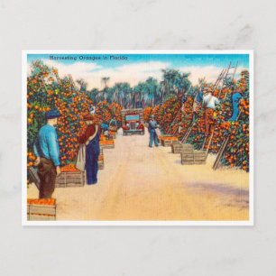 Vintage Harvesting Oranges in Florida Travel Vykort