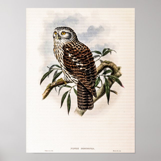 Vintage Hawk-Owl av John Gould Poster (Framsidan)